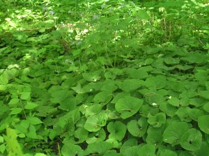 A sea of Wild Ginger (asarum canadense)